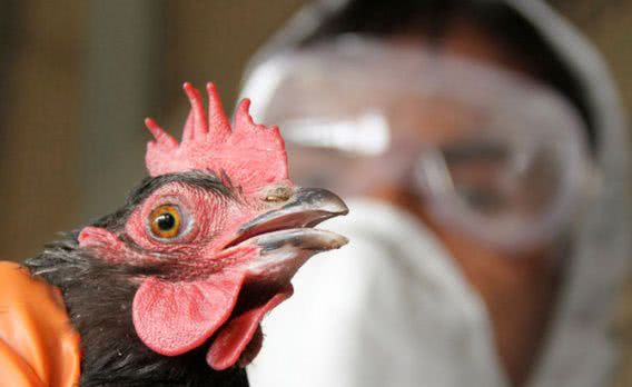 В Николаевской области обнаружен третий очаг птичьего гриппа