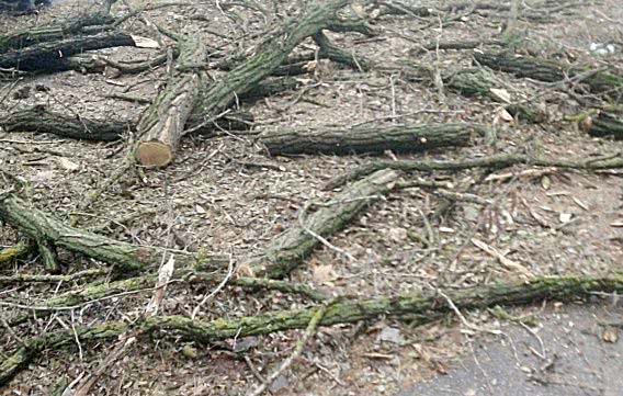 Дровосеков, спиливших акации на улице Киевской, установили уже после уничтожения деревьев