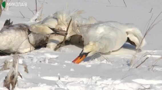 На пруду в Снигиревском районе расстреляли белых лебедей