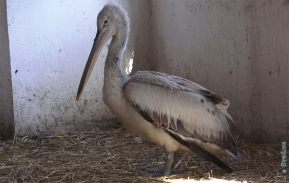 Краснокнижный кудрявый пеликан с разбитым крылом, спасенный на Тилигуле, пошел на поправку