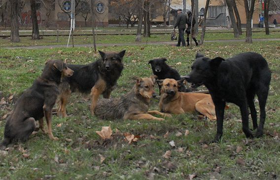 Центр Николаева терроризирует стая бездомных собак