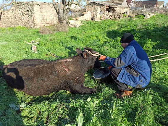 В Николаевской области бык свалился в 10-метровый колодец и выжил