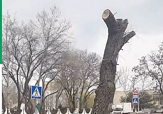 Экологи оштрафовали подрядчика за безобразное кронирование деревьев возле «Сказки»