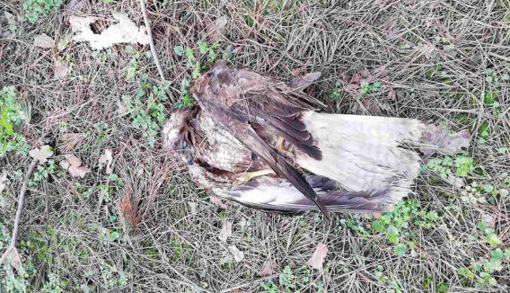 Из-за гибели сокола от птичьего гриппа вокруг Балабановского леса установили 3-километровую карантинную зону