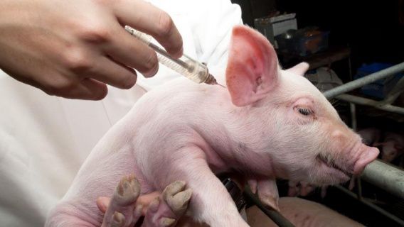 На свиноферме под Николаевом вспышка лептоспироза – заболевания, опасного для человека