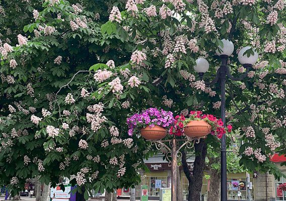 В Николаеве на улице Соборной буйно цветут каштаны