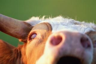 В Николаевской области на ферме для откорма скота обнаружено бешенство