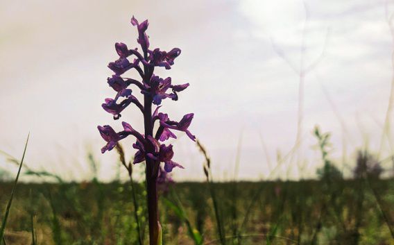 Самое большое в Европе орхидейное поле зацвело на Кинбурнской косе