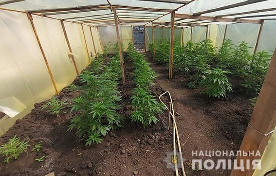 Фермеры-уголовники выращивали в тепличном хозяйстве на Николаевщине коноплю (фото, видео)