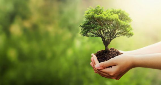 Зеленский поручил правительству срочно найти место для высадки 1 млрд деревьев
