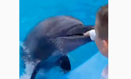 В дельфинарии «Немо» дельфин укусил ребенка: пришлось накладывать швы (видео)