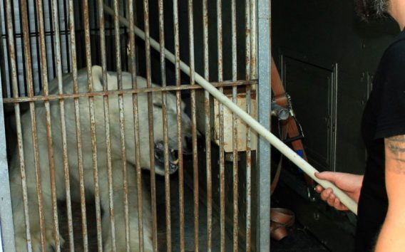 У Николаевского зоопарка «забрали» самца белого медведя: координатор Европейской программы решил отправить его в Бельгию