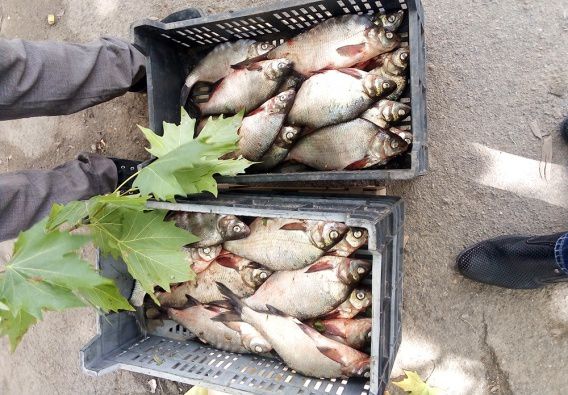 Николаевца, который с земли продавал 25 лящиков «без документов», наказали за незаконную продажу рыбы