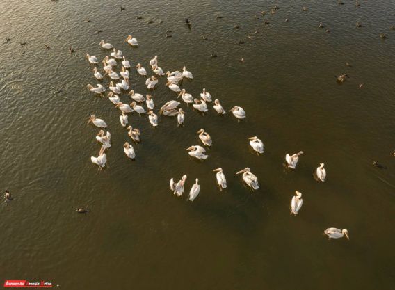 Поднявшаяся вода на Тилигульском лимане обезопасила птиц от хищников и бродячих собак