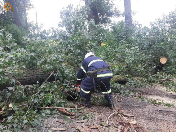 Свалившееся в бурю дерево закрыло проезд автомобилей в Николаевской области
