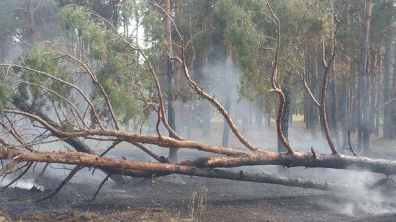 Вчера тушили пожар в лесу под Николаевом