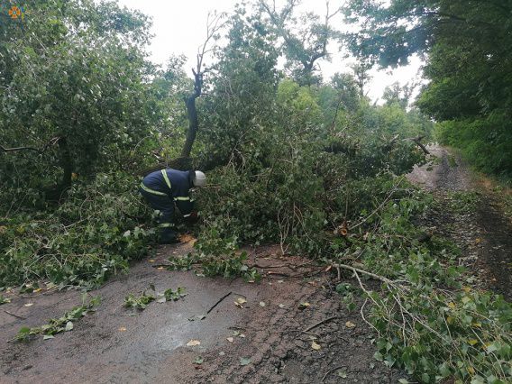 Ветер свалил на трассу в Николаевской области сразу три дерева