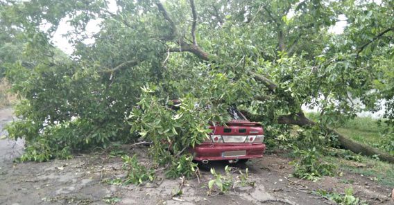 Упавшие деревья раздавили два автомобиля во время вчерашнего урагана на севере области