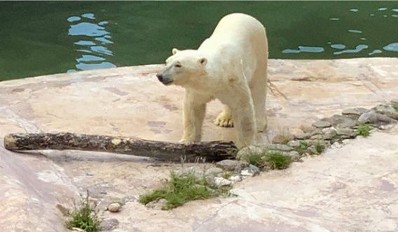Белый медведь Нанук из Николаевского зоопарка перебрался в Бельгию