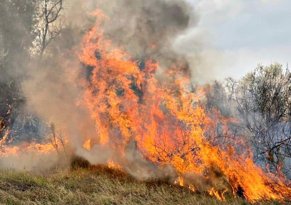Пять пожарных расчетов при помощи фермеров тушат масштабный пожар в Мешково-Погореловской ОТГ
