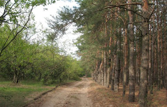 Десять человек получили земли лесного заказника от Мешково-Погореловского сельсовета