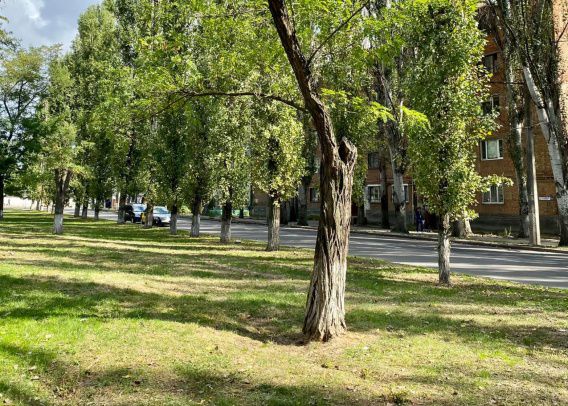 В Николаеве на улице Курортной снесут 67 деревьев, чтобы построить велодорожку
