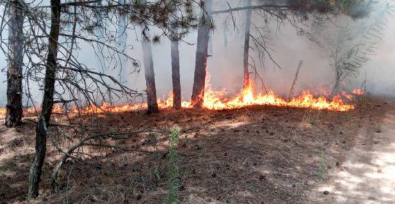 Спасатели предупреждают о чрезвычайной пожарной опасности по Николаевской области