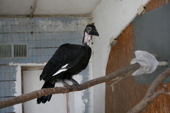 Птенец редкого рогатого ворона показался посетителям Николаевского зоопарка