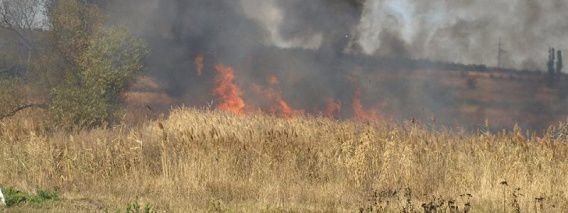 В Николаевской области незаконно сожгли 12 гектаров стерни, камыша и сухостоя