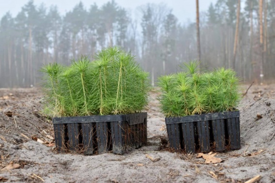 Миллиард деревьев за три года: как продвигается проект на Николаевщине