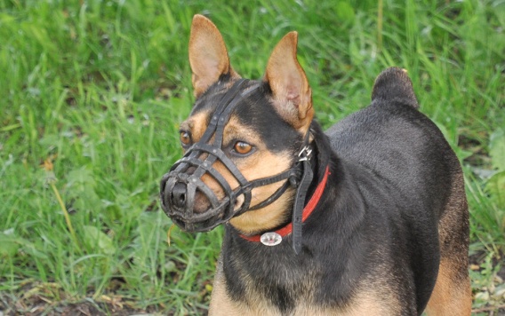 В Украине увеличили штрафы за выгул собак без поводка и намордника