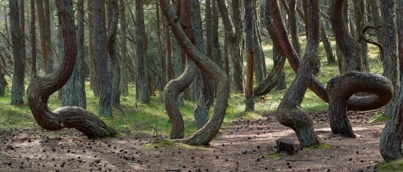 Секрет "танцующих" деревьев Кинбурской косы до сих пор не разгадан