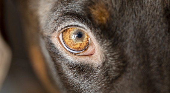 Кабмин официально утвердил список опасных пород собак