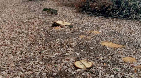 20 дубов спилили браконьеры в лесополосе на границе Николаевской области