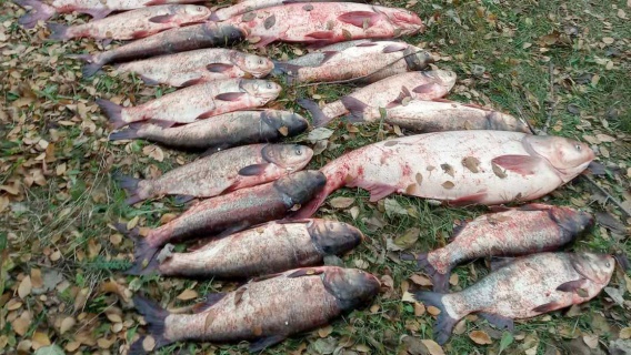 За каждую рыбу по 4 тысячи гривен: ущерб от улова браконьеров из Каменной Балки подсчитали по новым таксам