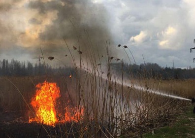 На приморских землях Коблевской громады неизвестные устроили пожар