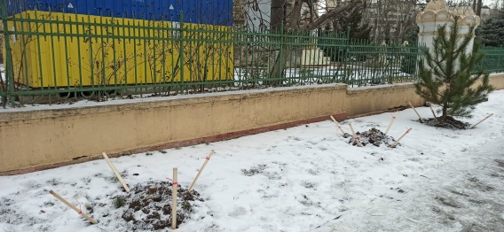 В Николаеве вандалы срубили сосны, высаженные на днях возле церкви