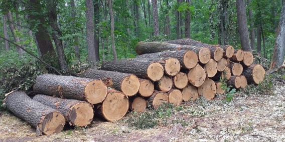Чтобы купить к зиме дрова в Николаевских лесхозах, очередь надо занимать с весны
