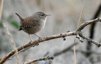 Одну из самых маленьких птиц Украины можно увидеть зимой на Тилигульском лимане