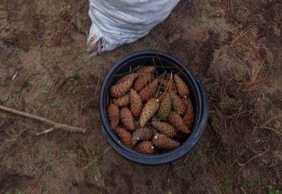 В лесхозе на Николаевщине к новому году заготовили тонны шишек крымский сосны