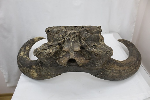 В Николаевский музей передали череп тура, исчезнувшего пять веков назад