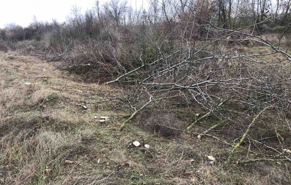 В Николаевской области вырубили 600 деревьев в лесополосе: ущерб оценили, виновных нет…