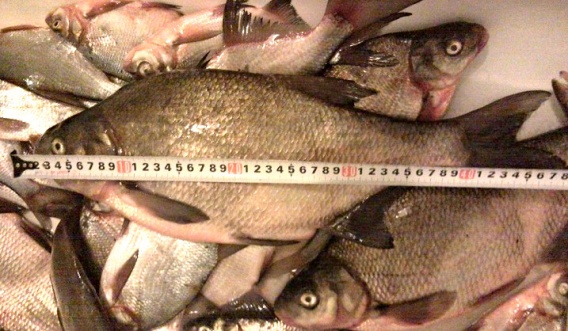 Николаевский рыбпатруль рассказал, как правильно измерить рыбу, чтоб не «попасть на штраф»