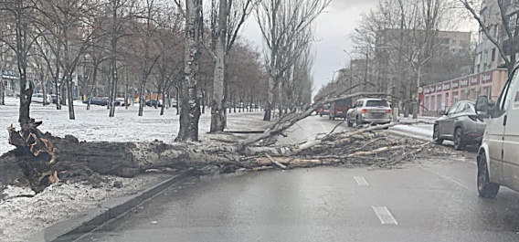 На проезжую часть Центрального проспекта упало дерево