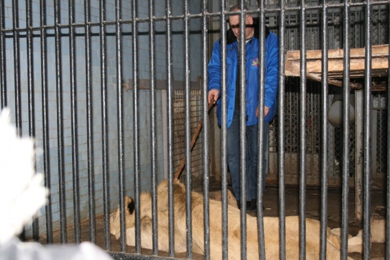 Николаевский зоопарк остался без трех львов