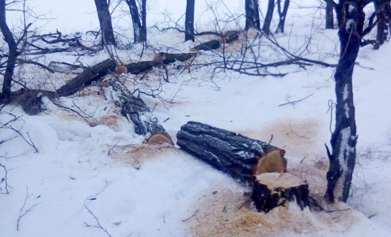 Полиция задержала банду браконьеров, которые пилили деревья вокруг Малиевки