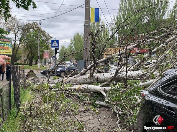 В центральной части города Николаева рухнул старый тополь