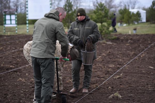На деоккупированной территории Николаевщины военные помогли высадить 14 тысяч сеянцев дуба и крымской сосны