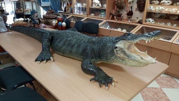 Легендарный крокодил Вася теперь стал ценным музейным экспонатом Николаевского зоопарка