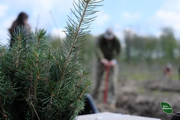 Чтобы восстановить леса на Николаевщине в области создают семенно-селекционный центр
